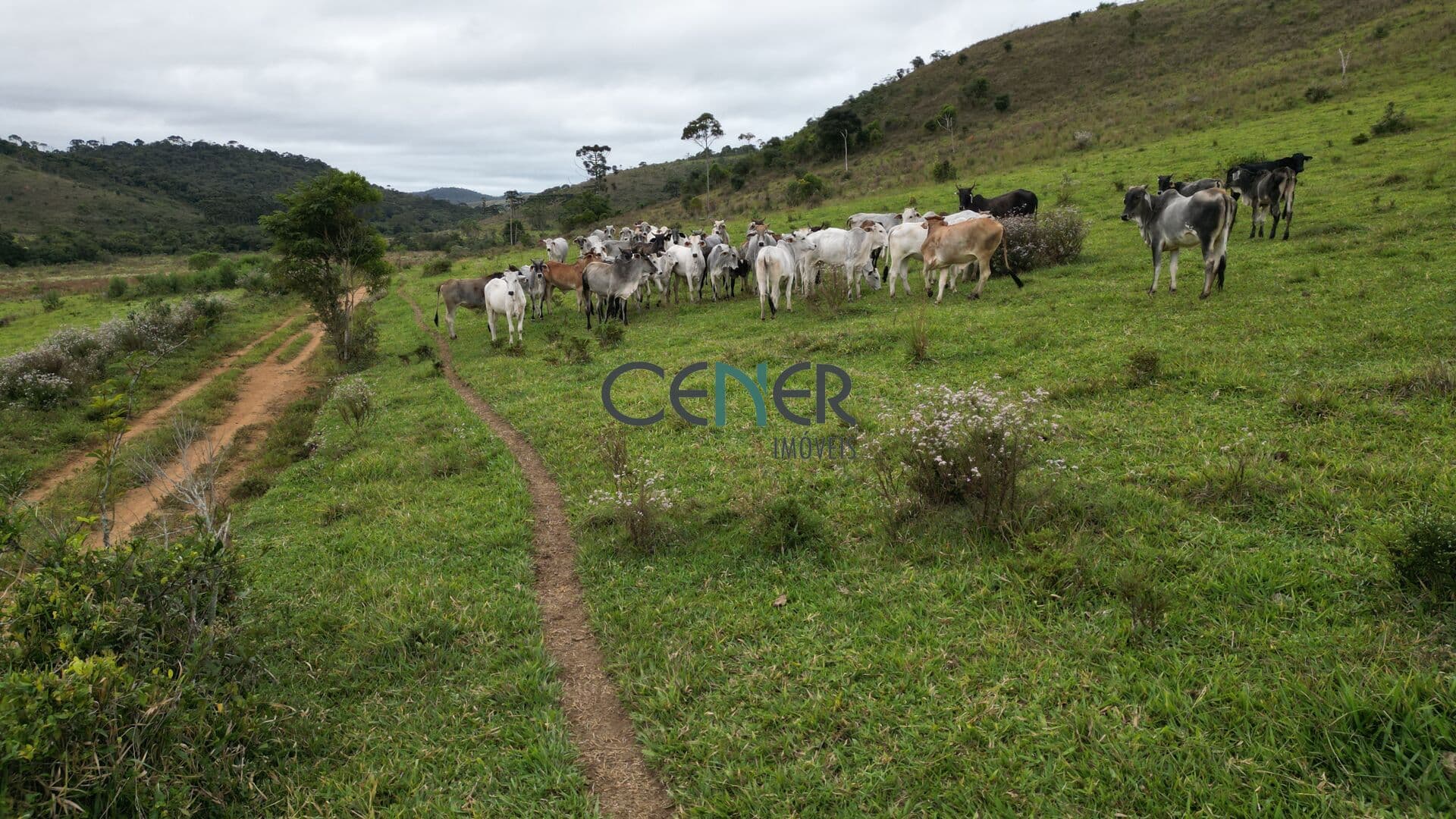 Fazenda Macieira com 320 ha na região de Barbacena MG