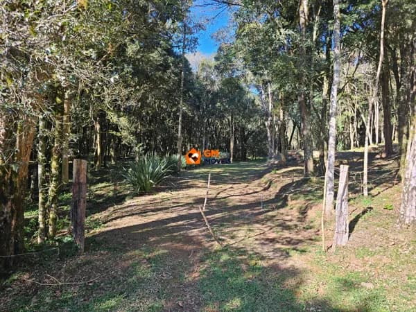 TERRENO RURAL EM FRAGOSOS - CAMPO ALEGRE