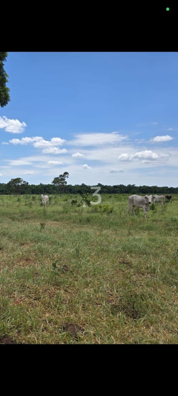 FAZENDA À VENDA 416 alqueires – RIBAS DO RIO PARDO/MS