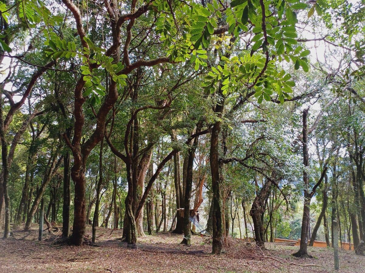 Terreno amplo de 1.313 m² para construção comercial ou residencial