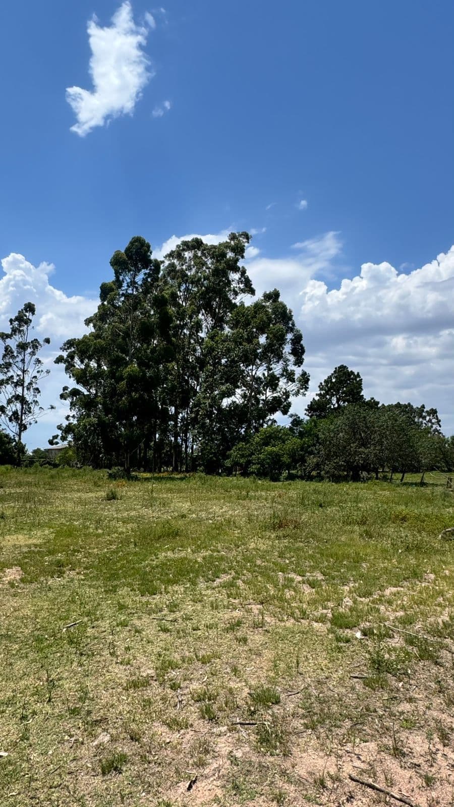 Fazenda/Sítios/Chácaras em Tapes - Centro