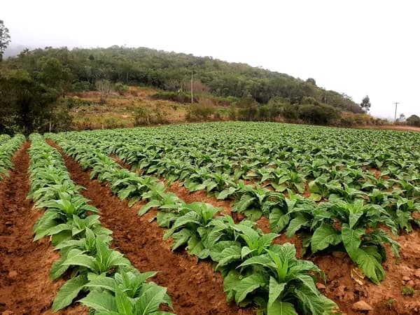 Área Rural em Centro, Mariana Pimentel/RS