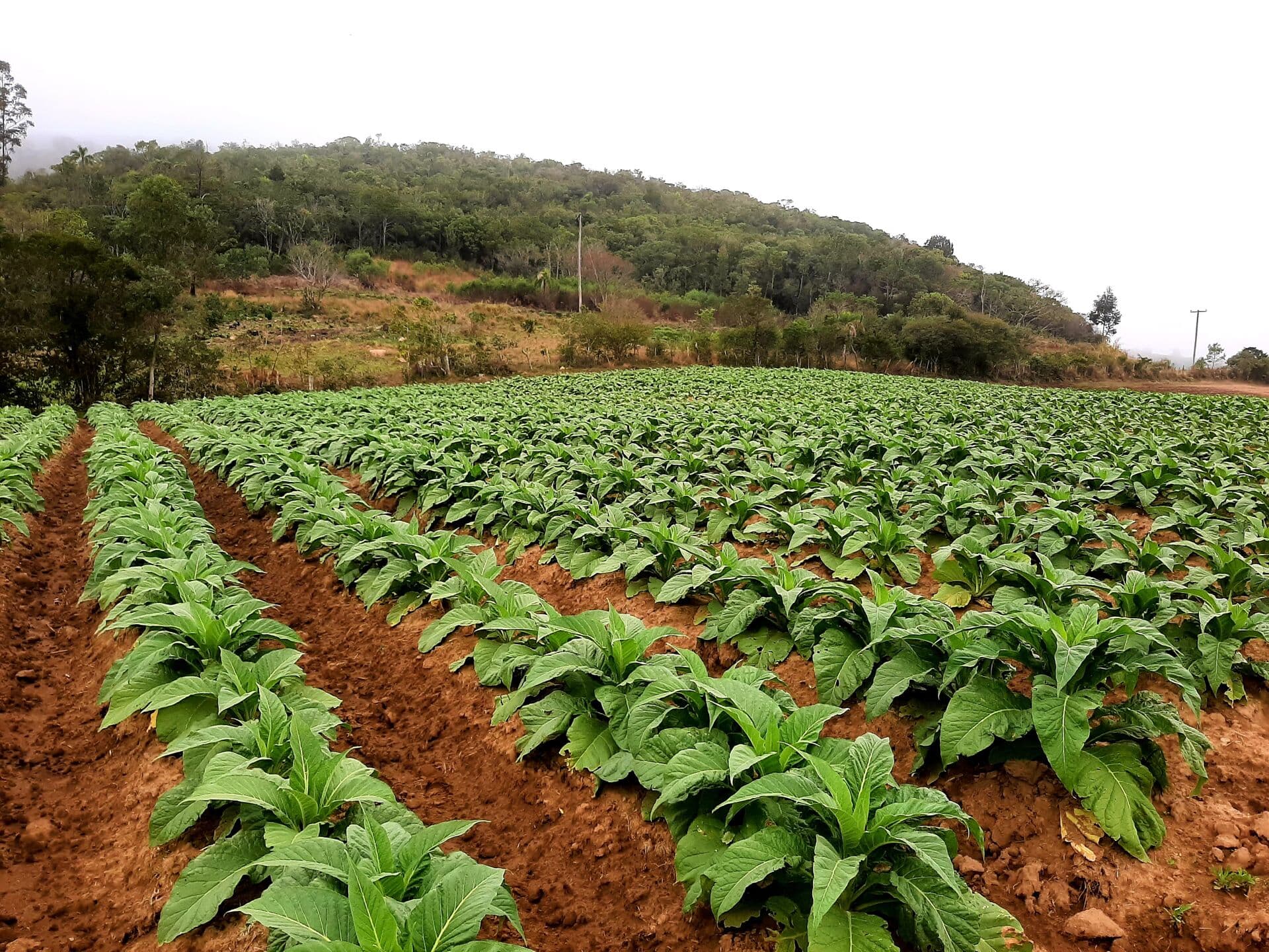 Área Rural em Centro, Mariana Pimentel/RS
