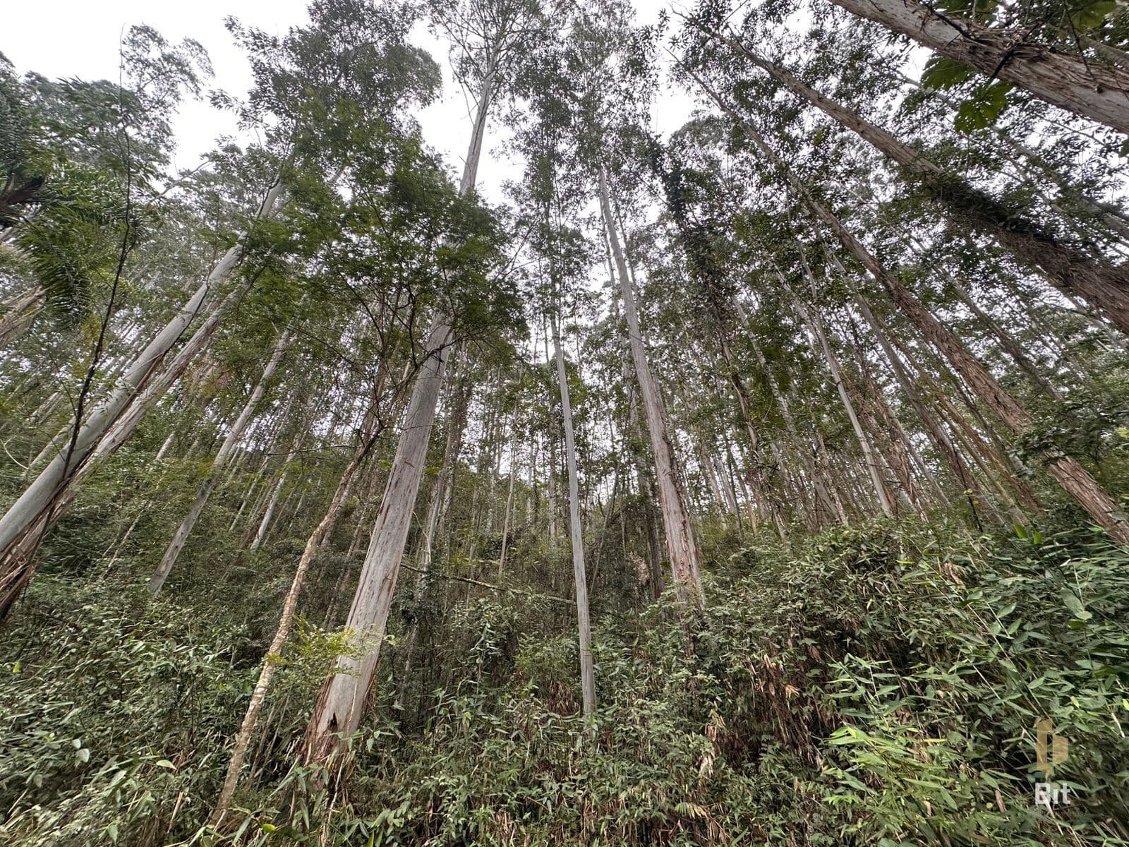 Terreno com 11 hectares