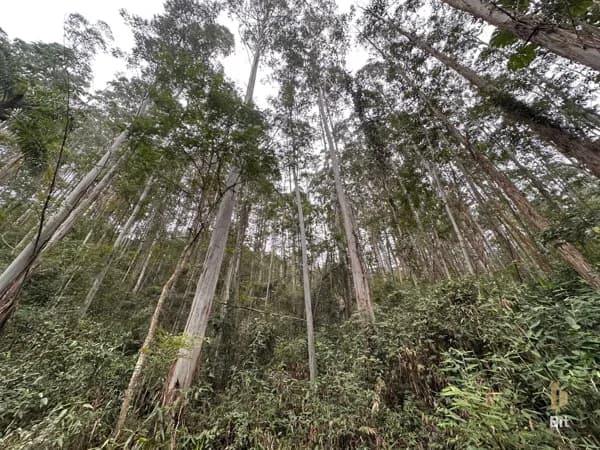 Terreno com 11 hectares