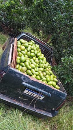 Fazenda/Sítios/Chácaras em Campo Limpo de Goiás - Setor Central