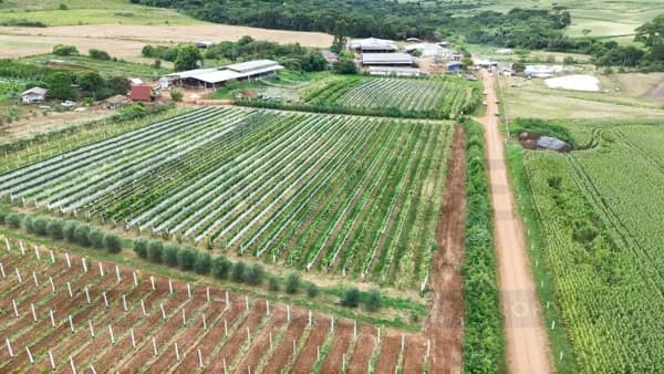 Fazenda/Sítios/Chácaras em Guarapuava - Centro