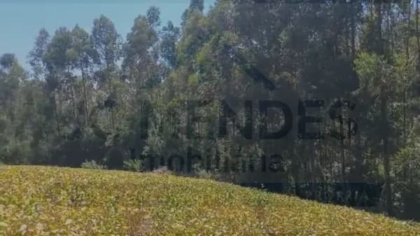 FLORESTA DE PINUS À VENDA COM TERRA