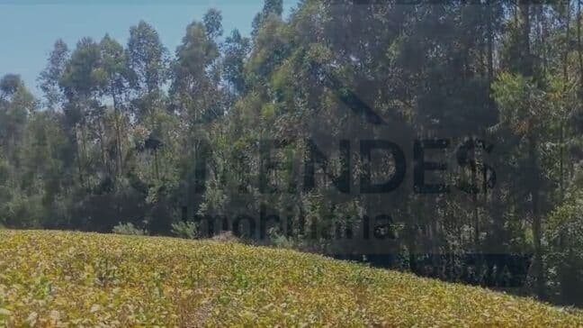 FLORESTA DE PINUS À VENDA COM TERRA
