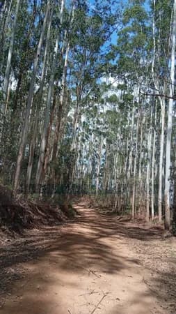 PINUS SEM TERRA