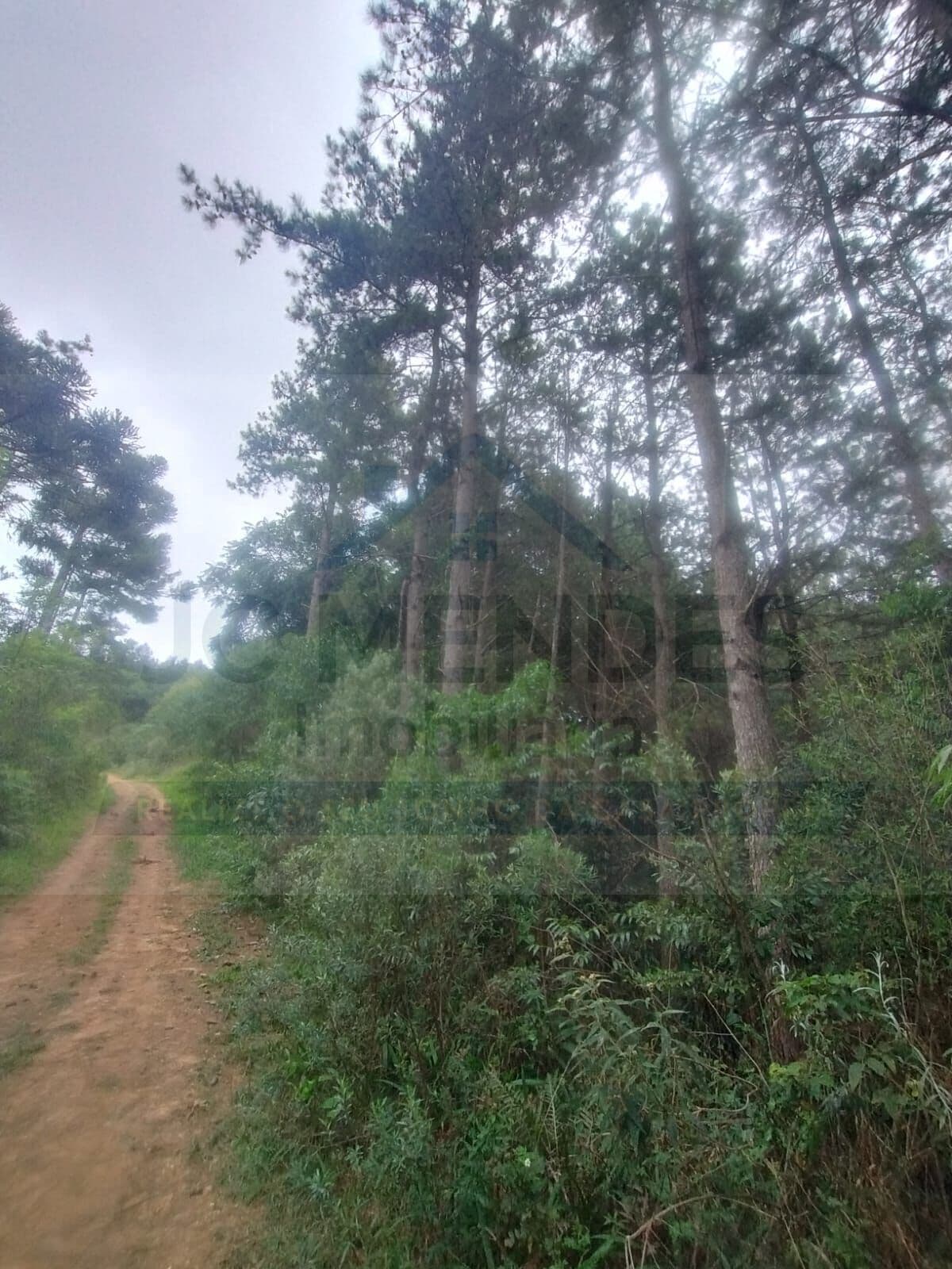 Fazenda/Sítios/Chácaras em Tunas do Paraná - Centro