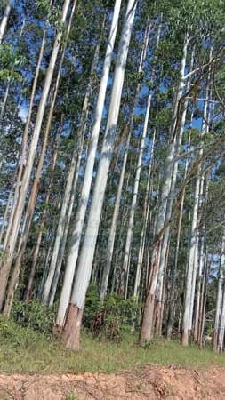 FAZENDA À VENDA COM FLORESTA DE EUCALIPTOS