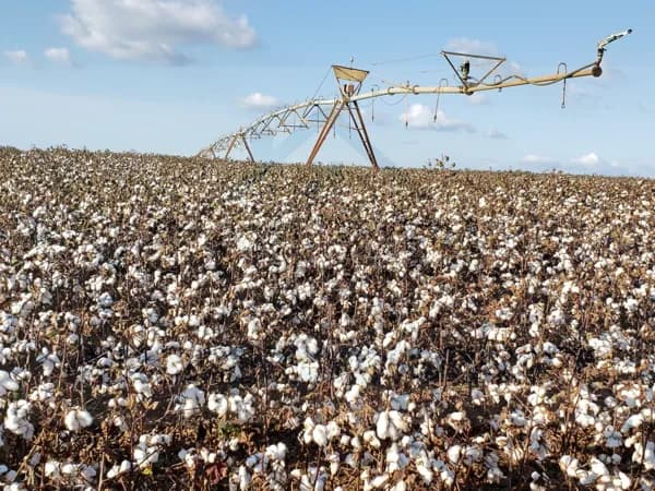 FAZENDA GIGANTE EM SP | PERMUTA 100% EM OURO