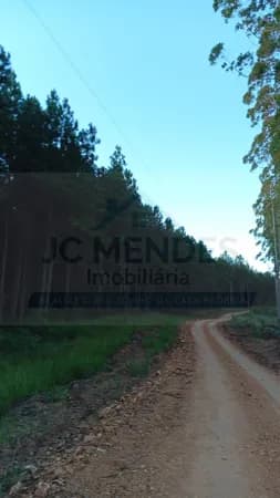 PINUS SEM TERRA