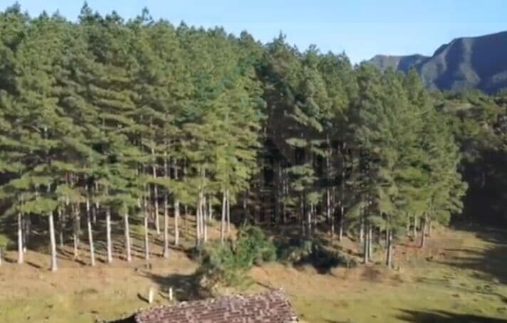 FAZENDA DE ALTO POTENCIAL FLORESTAL À VENDA – SUL DE SANTA CATARINA