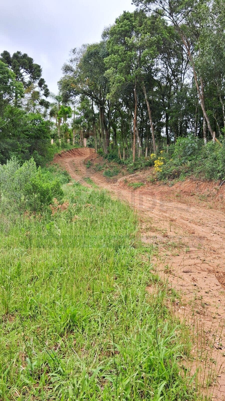 Fazenda/Sítios/Chácaras em Araucária - Centro