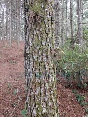 ÁREA FLORESTAL À VENDA EM ADRIANÓPOLIS – PR