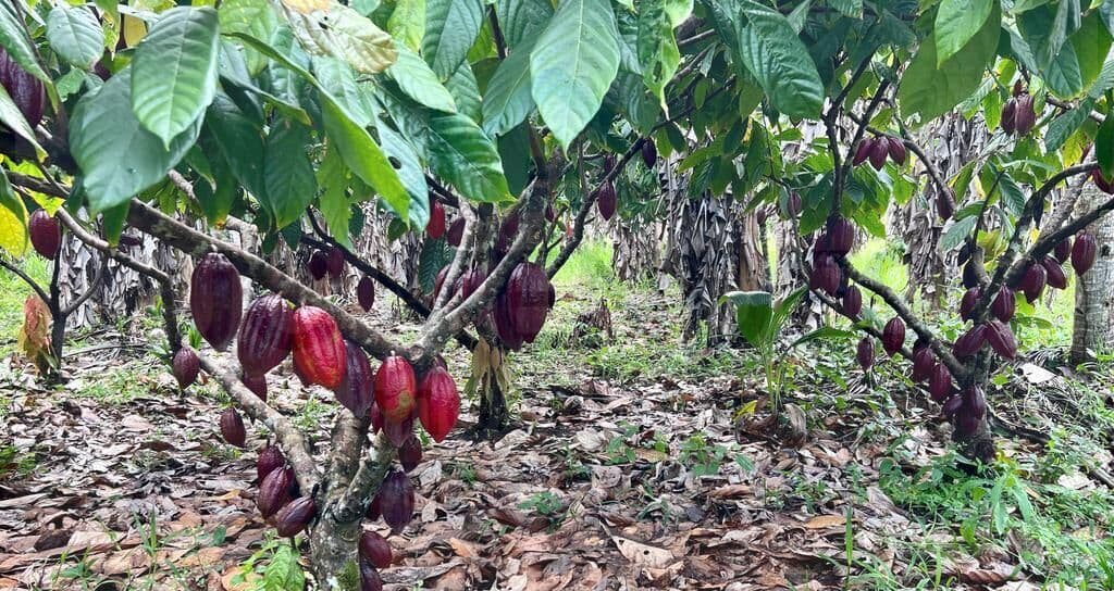 Fazenda/Sítios/Chácaras em Una - Centro