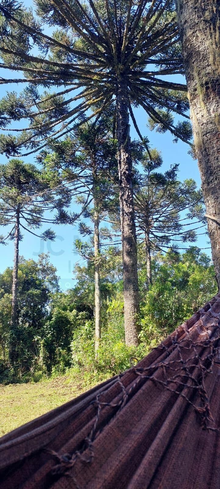 Fazenda/Sítios/Chácaras em Campina Grande do Sul - Área Rural