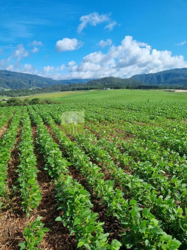 Fazenda em Bom Retiro/SC- Frente BR