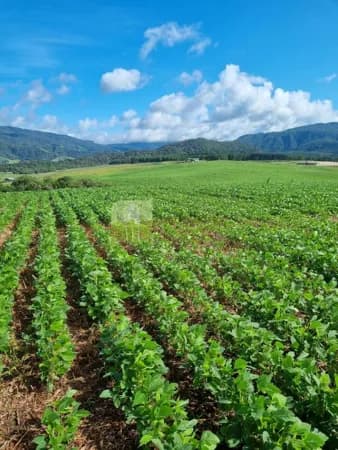 Fazenda em Bom Retiro/SC- Frente BR