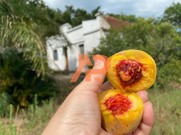 Fazenda/Sítios/Chácaras em Arroio Grande - Centro