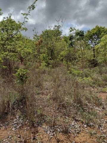 Fazenda 1500HA em Felixlândia/MG