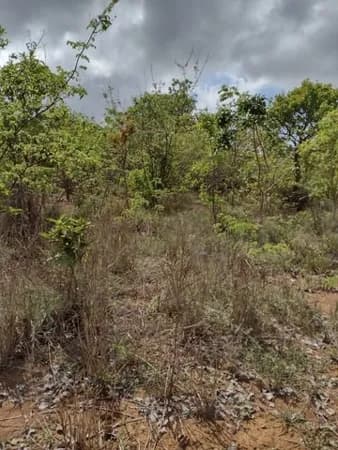 Fazenda 1500HA em Felixlândia/MG