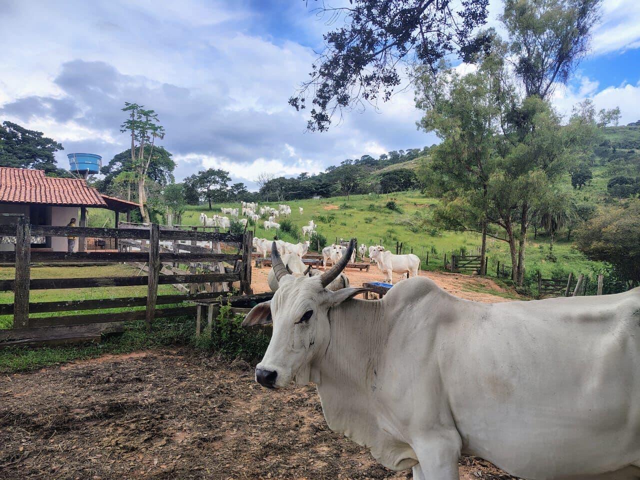 Fazenda Pecuária 78 ha em, Itaúna/MG
