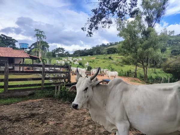 Fazenda Pecuária 78 ha em, Itaúna/MG
