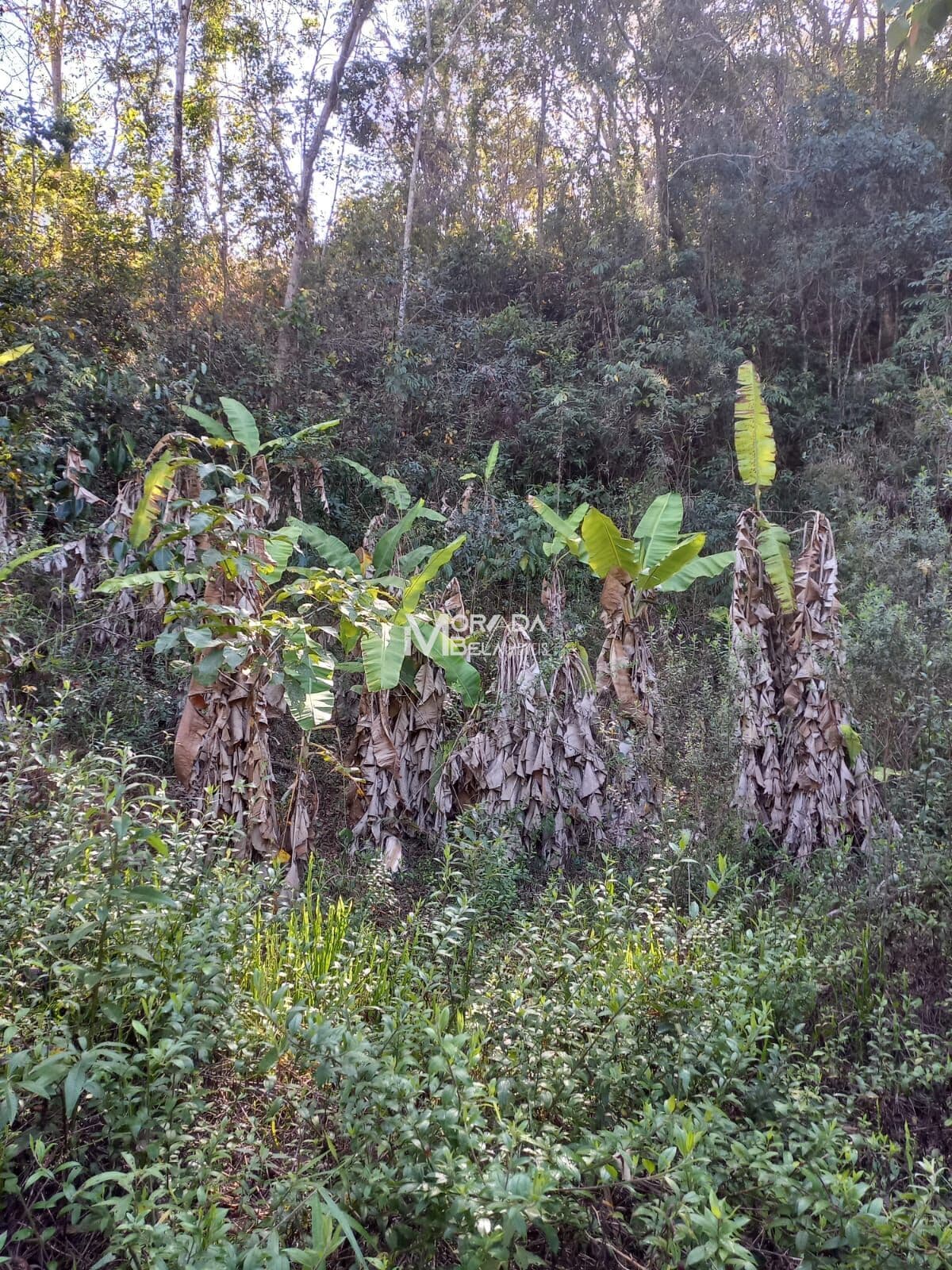Terreno 9655m² com água - São josé de Almeida