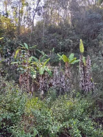 Terreno 9655m² com água - São josé de Almeida