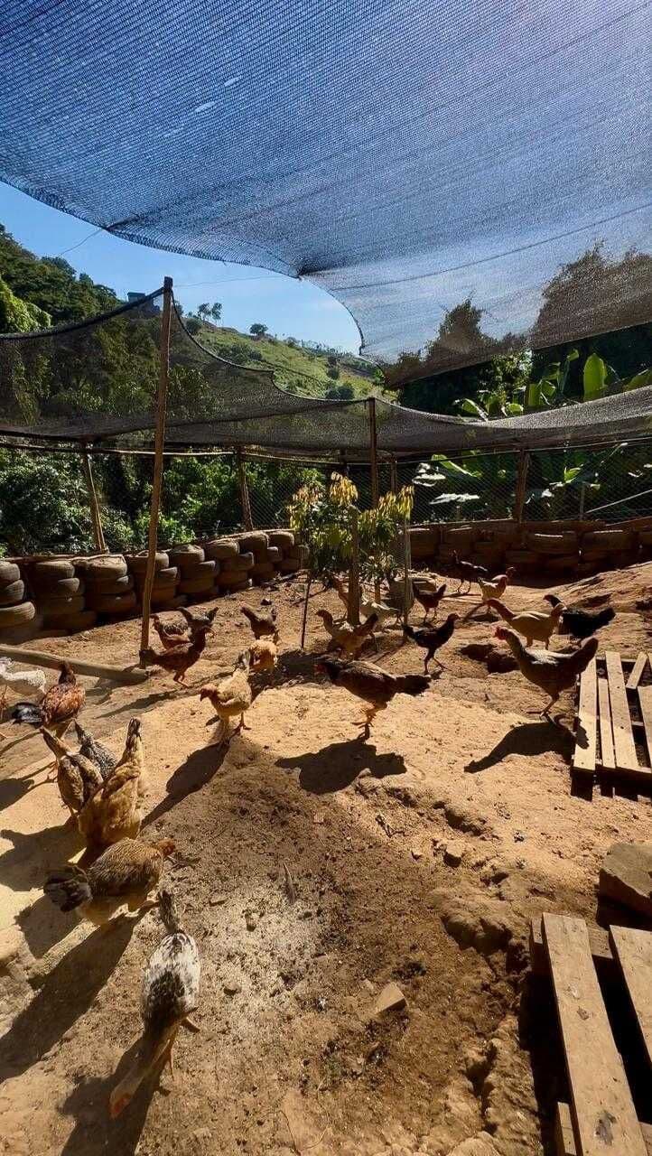Fazenda/Sítios/Chácaras em Caratinga - Dário Grossi