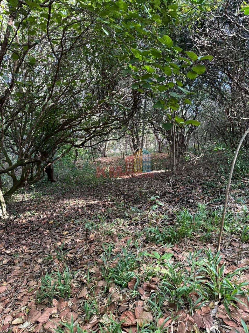 OPORTUNIDADE ÚNICA • Terreno de 11.000 m² em Pipa/RN