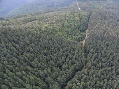 Fazenda com Plantação de Pinus