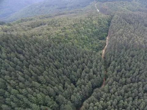 Fazenda com Plantação de Pinus