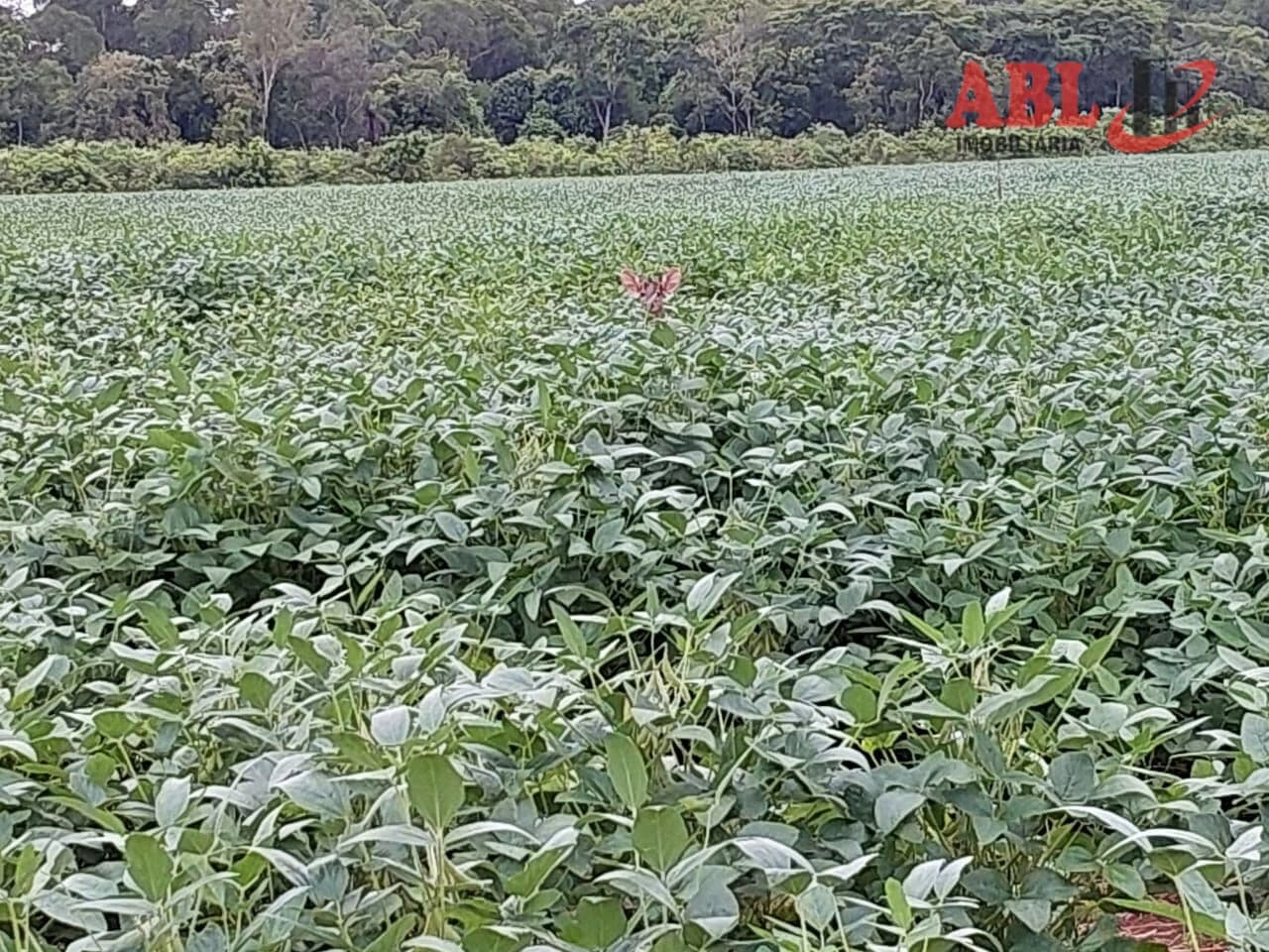 Fazenda/Sítios/Chácaras em Rio Sono - Centro