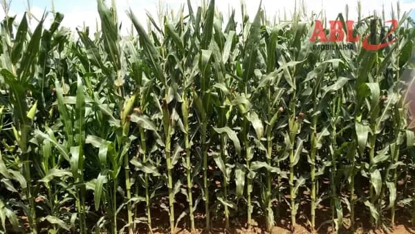 Fazenda/Sítios/Chácaras em Manga - Centro