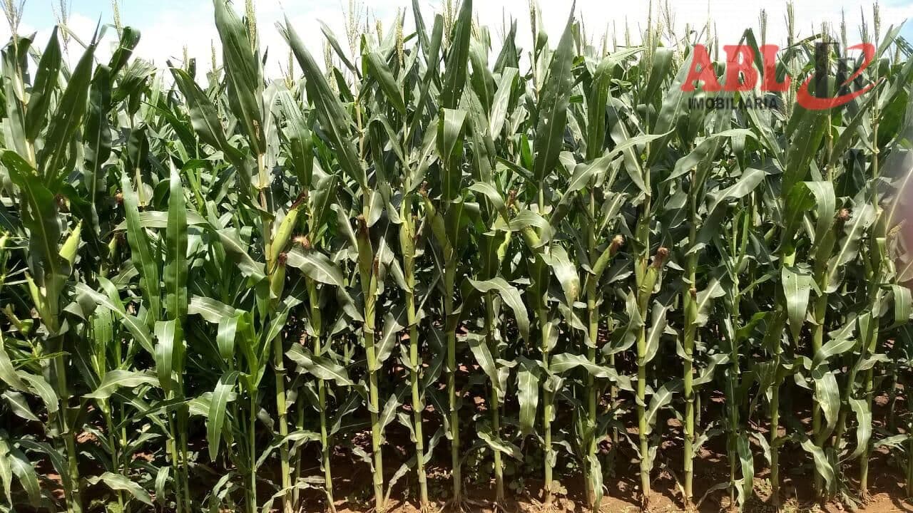 Fazenda/Sítios/Chácaras em Manga - Centro