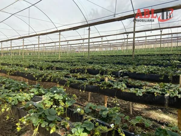 Fazenda/Sítios/Chácaras em Senador Amaral - Centro