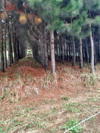 Fazenda para Venda em Centro Itapeva-SP