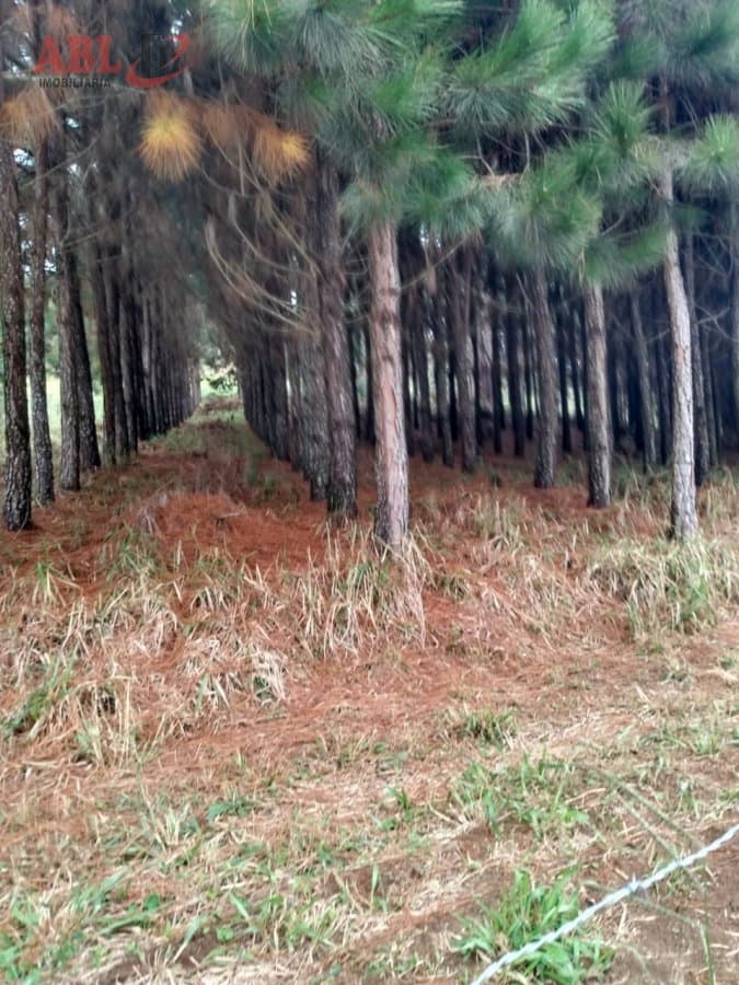 Fazenda para Venda em Centro Itapeva-SP