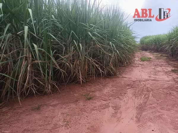 Fazenda/Sítios/Chácaras em Santa Cruz das Palmeiras - Centro