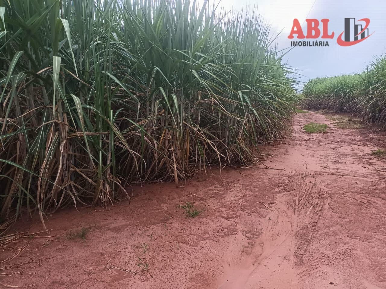 Fazenda/Sítios/Chácaras em Santa Cruz das Palmeiras - Centro