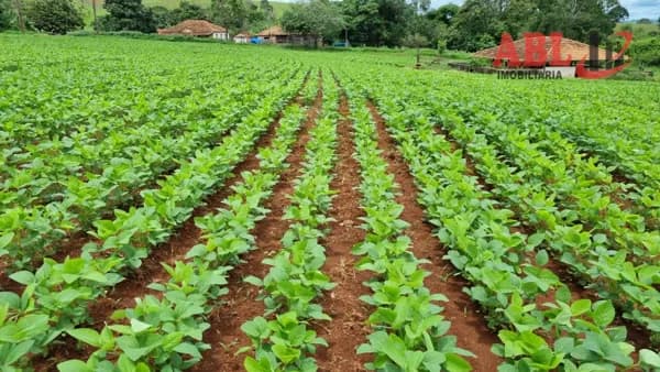 Fazenda/Sítios/Chácaras em Patos de Minas - Centro