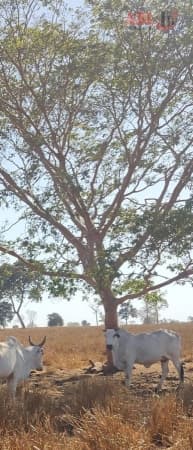 Fazenda para Venda em Centro Cocalinho-MT
