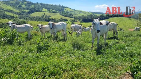 Fazenda/Sítios/Chácaras em Jacutinga - Centro