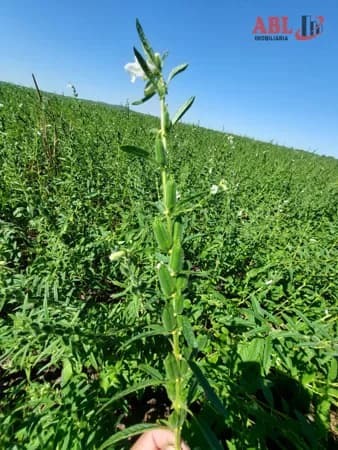Fazenda/Sítios/Chácaras em Peixe - Centro