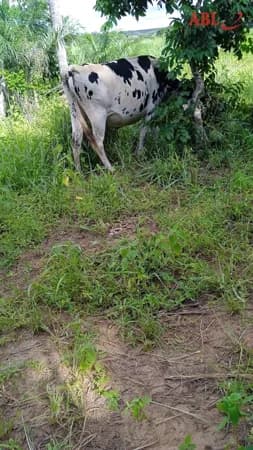 Fazenda/Sítios/Chácaras em Brasilândia de Minas - Centro
