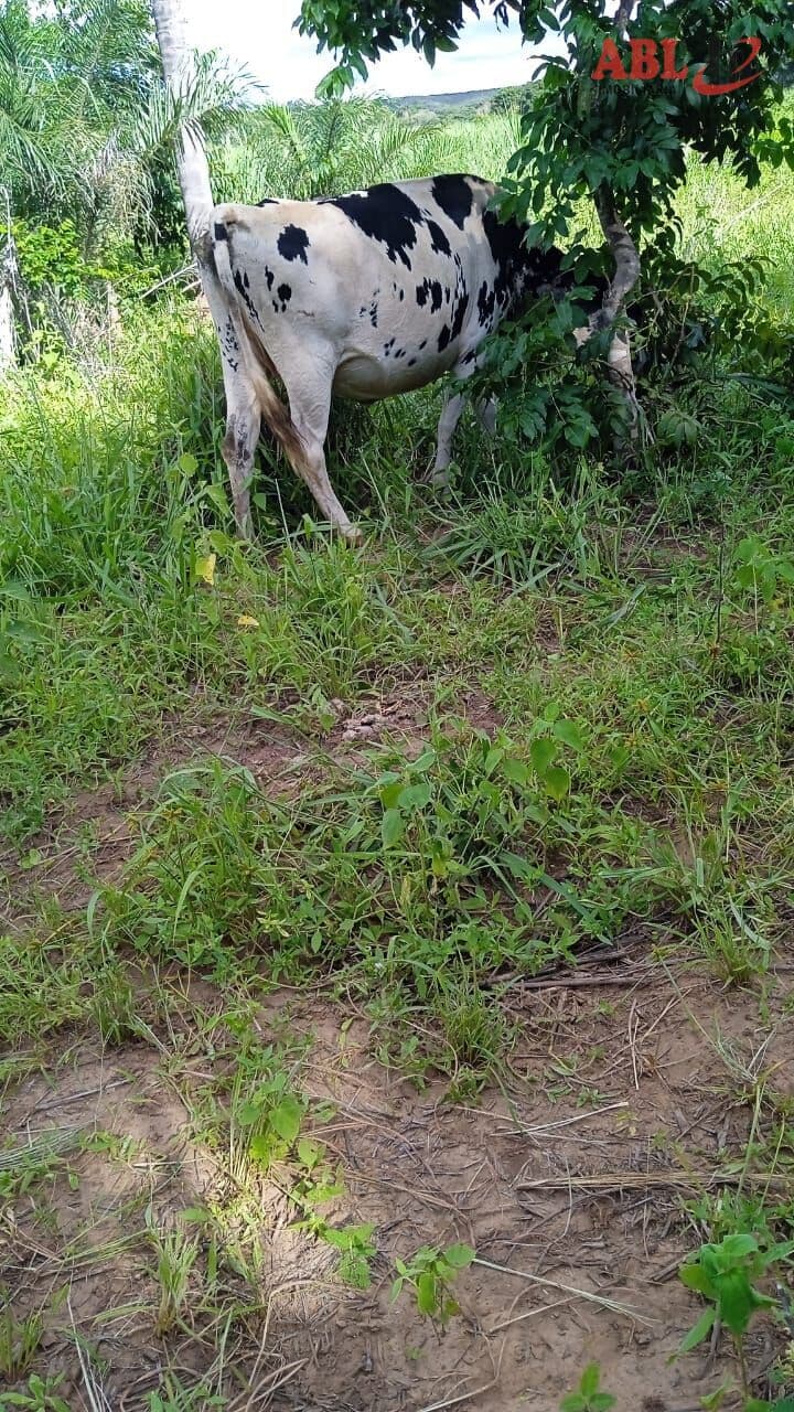 Fazenda/Sítios/Chácaras em Brasilândia de Minas - Centro